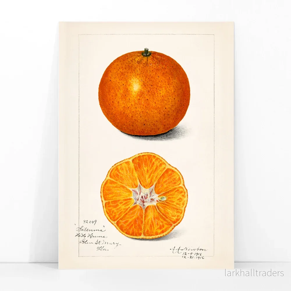 Citrus sinensis Poster - Bild 3
