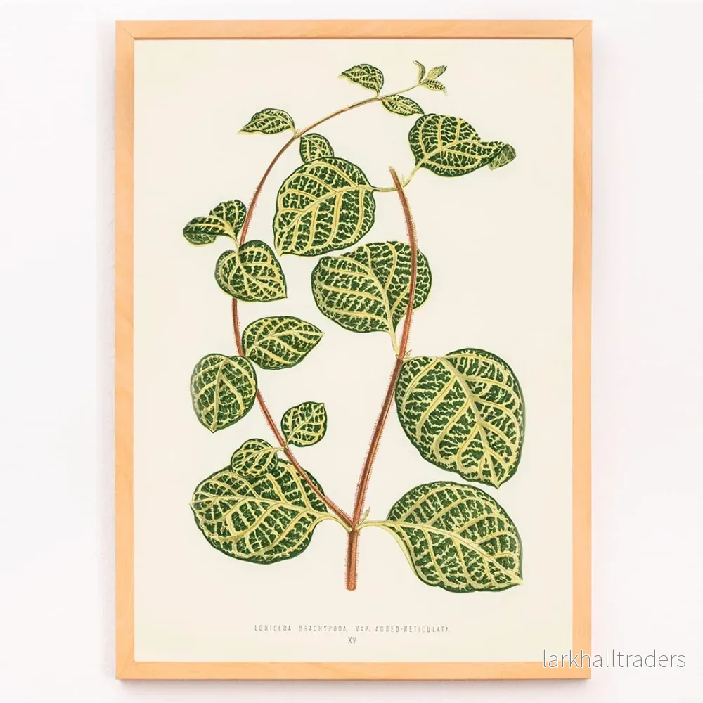 Lonicera Brachypoda Poster - Bild 3