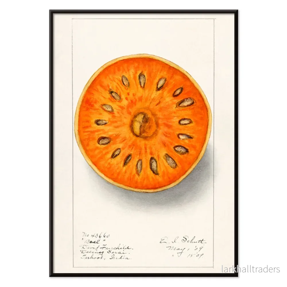 Bael (Aegle Marmelos) Poster - Bild 2