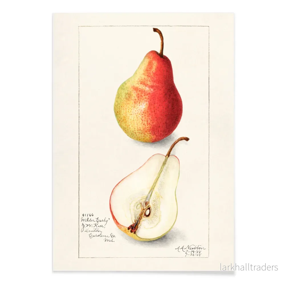 Pyrus communis 2 Poster - Bild 2