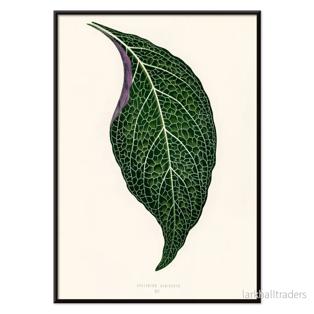 Adelaster Albivenis Poster - Bild 2