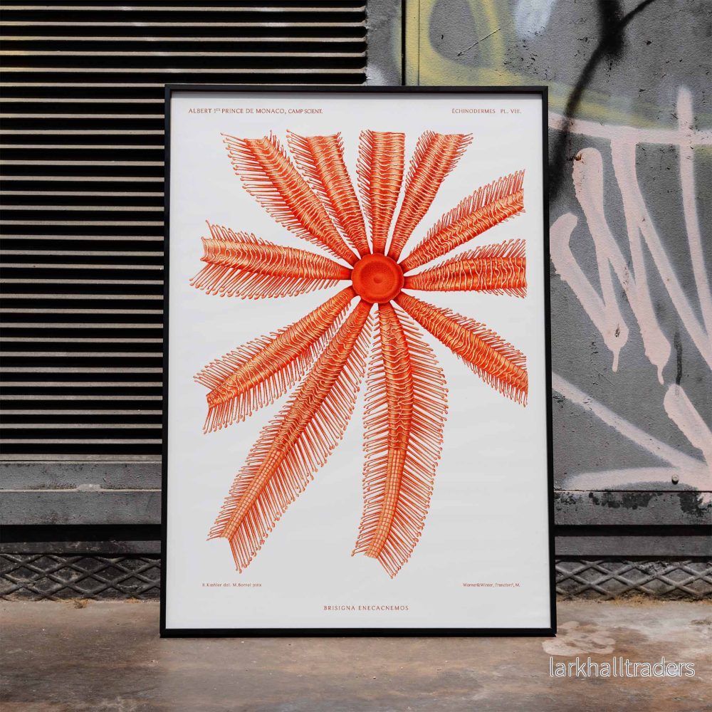Brisingidae Poster Brisingidae Poster
