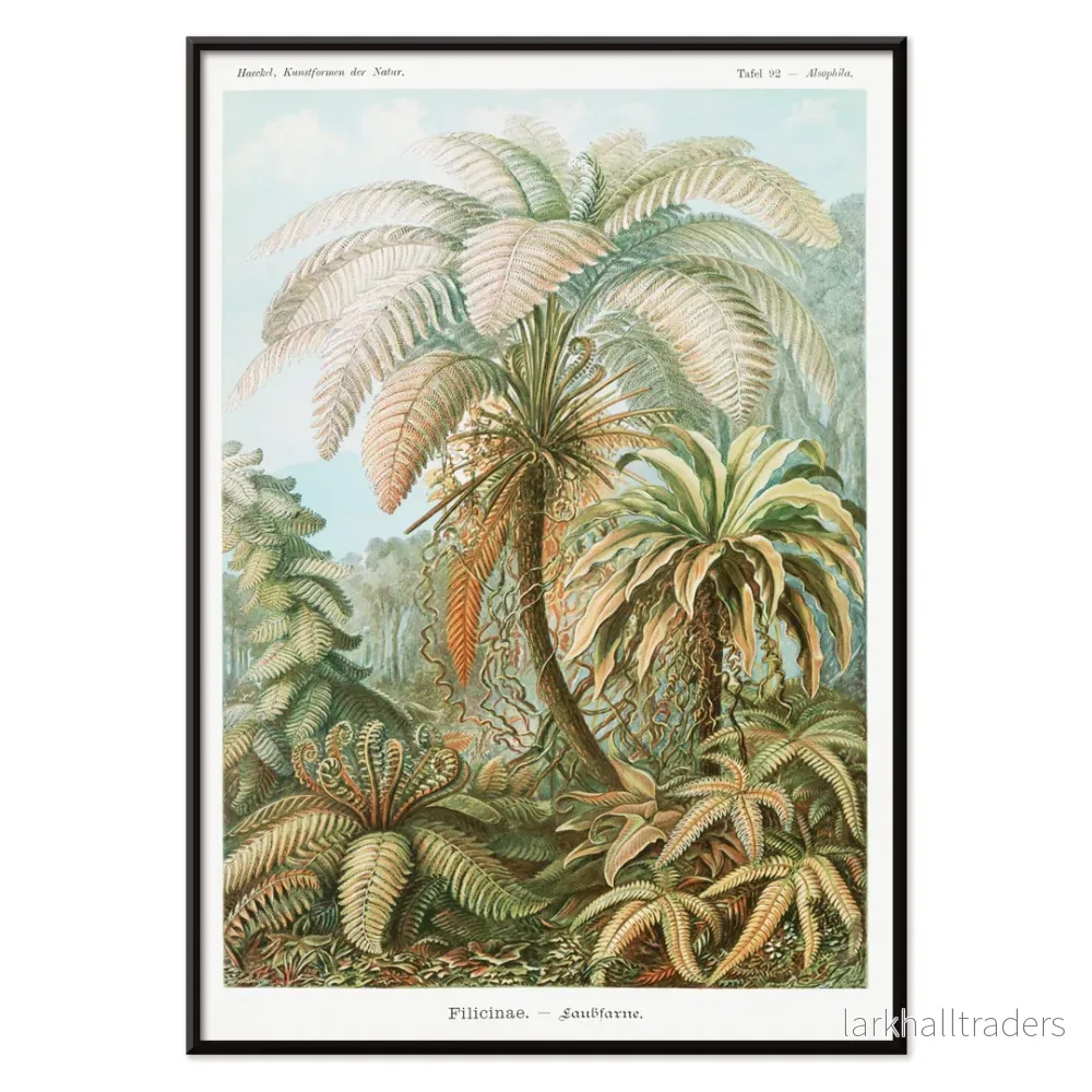 Filicinae–Laubfarne Poster - Bild 2