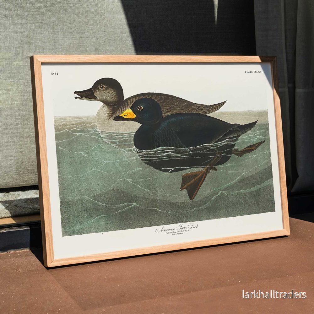 Amerikansk scoter Poster - Bild 3