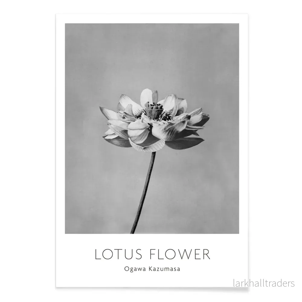 Monokrom lotusblomma Poster - Bild 2
