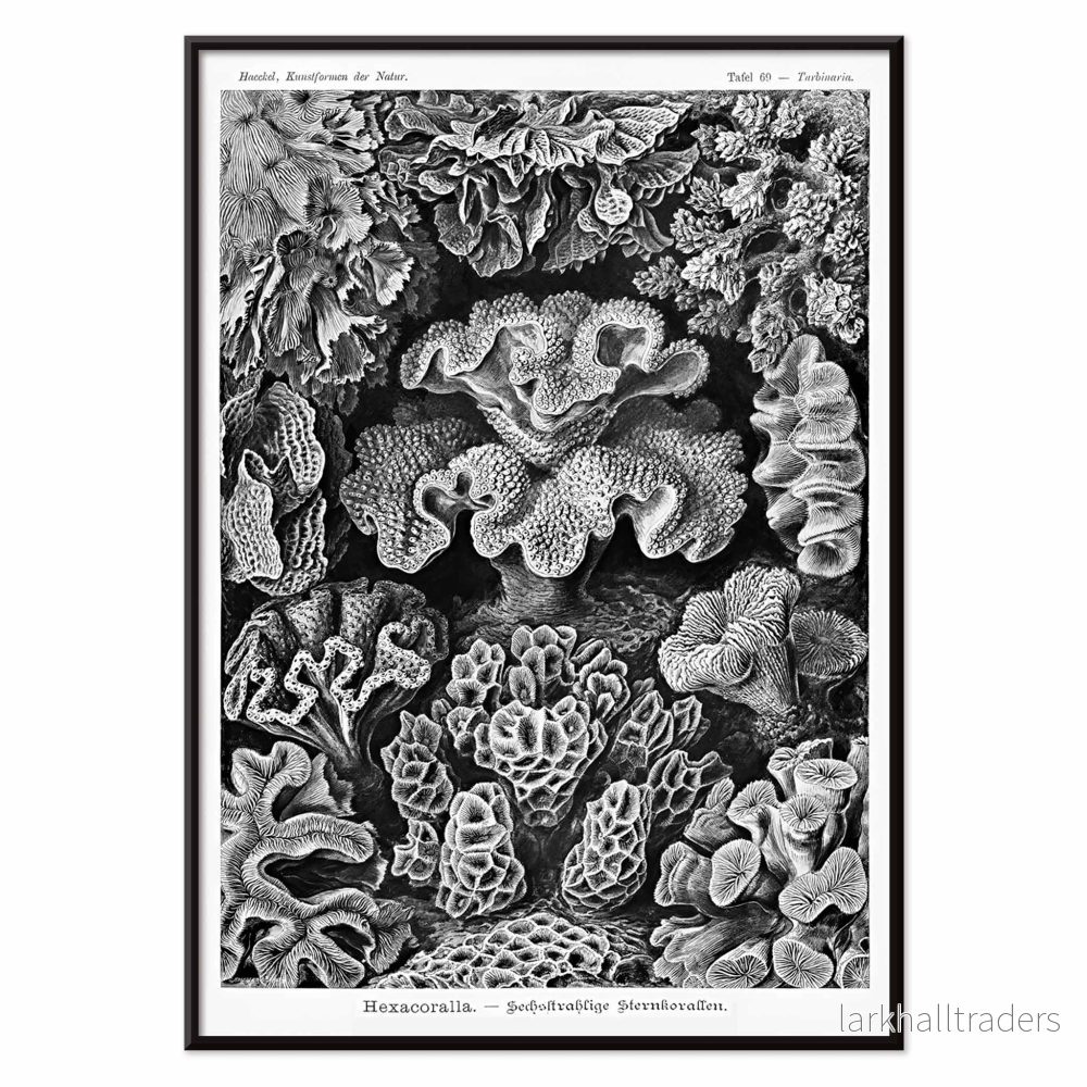 Hexacoralla Poster - Bild 2