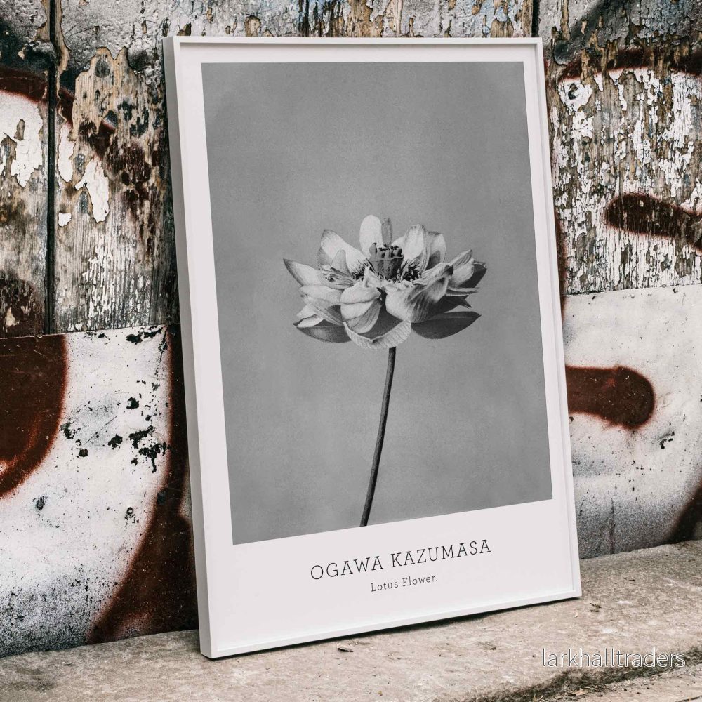 Monokrom lotusblomma Poster Monokrom lotusblomma Poster