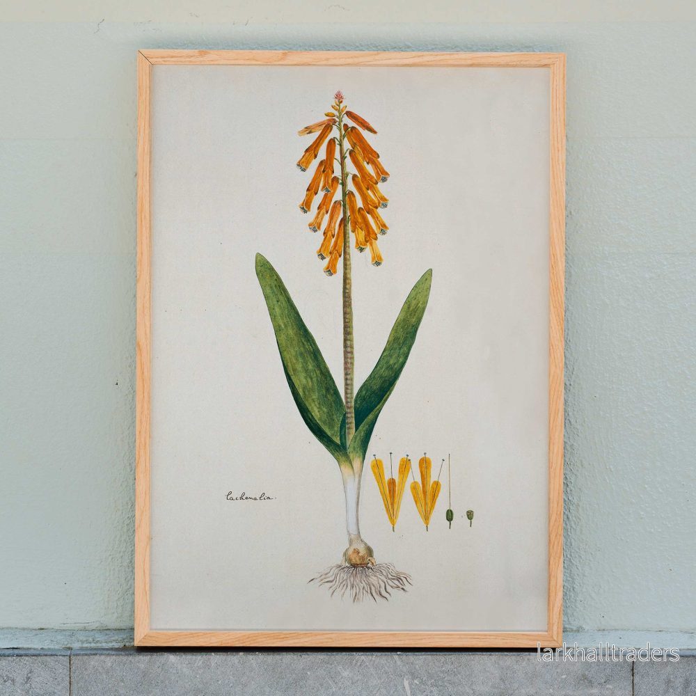 Opalblomma Poster