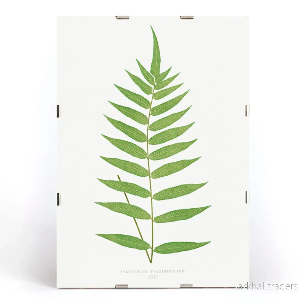 Polypodium Fraxinifolium Poster - Bild 3