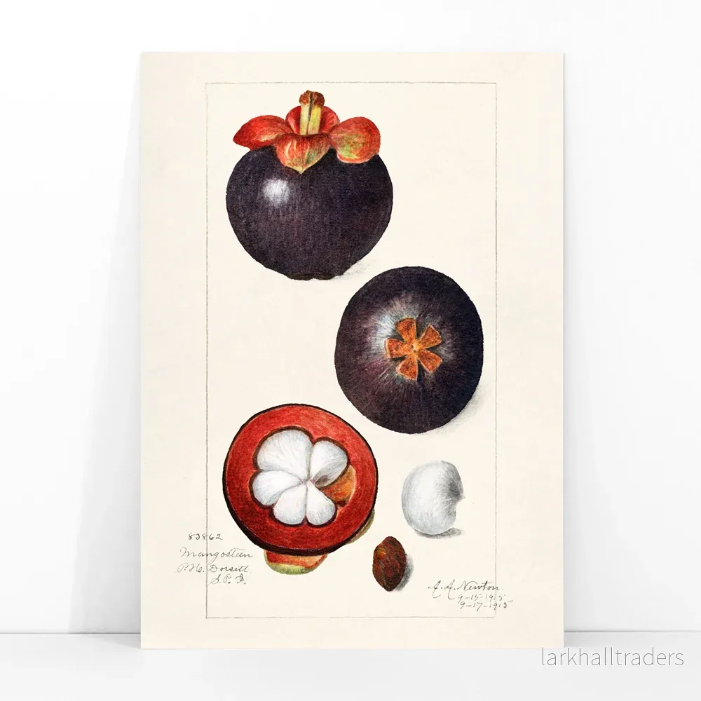 Garcinia Mangostana Poster - Bild 3
