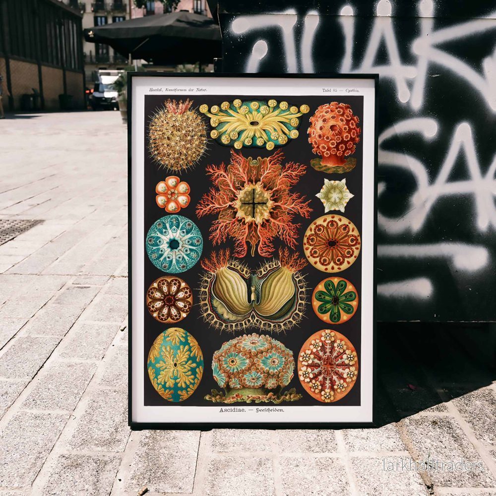 Ascidiae Poster