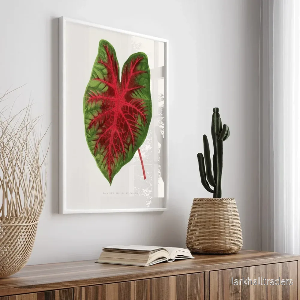 Caladium bicolor Poster
