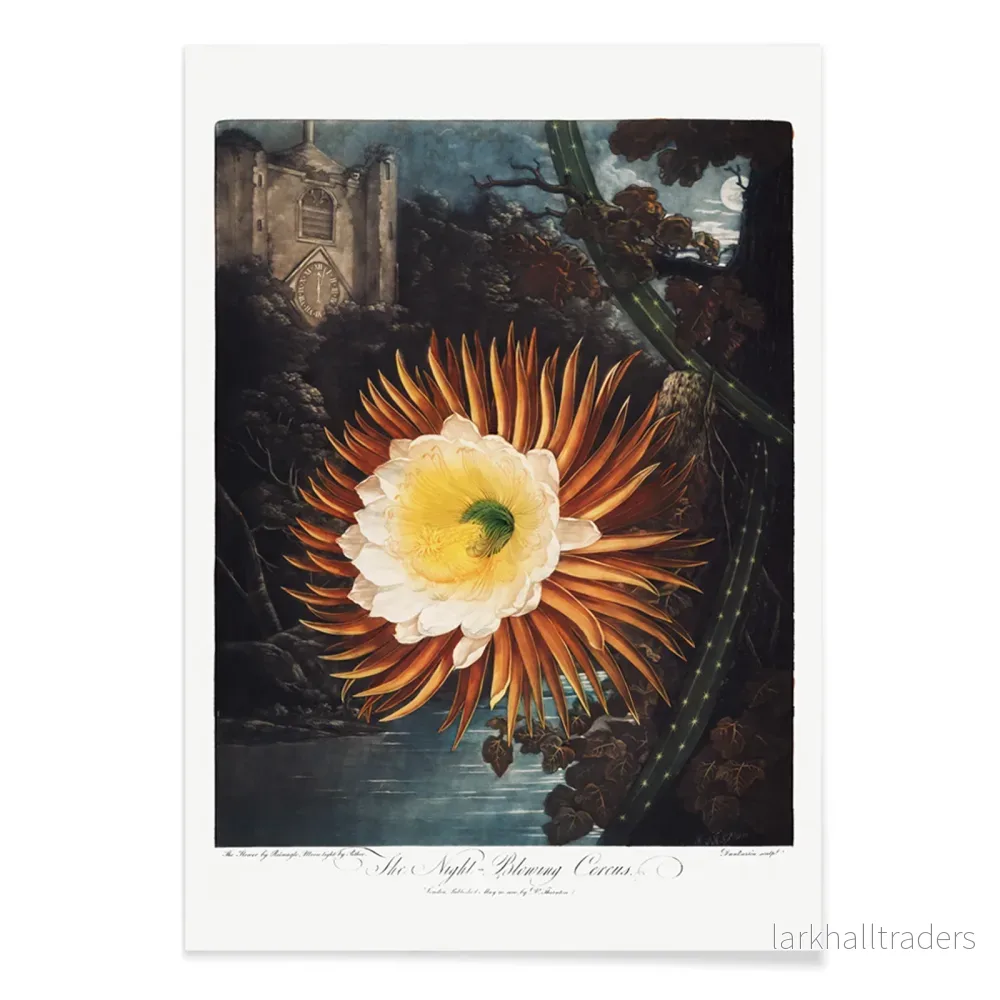 Nattblommande cereus Poster - Bild 2