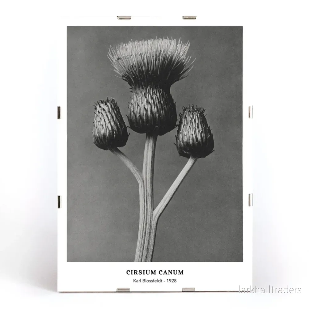 Cirsium Canum Poster - Bild 3