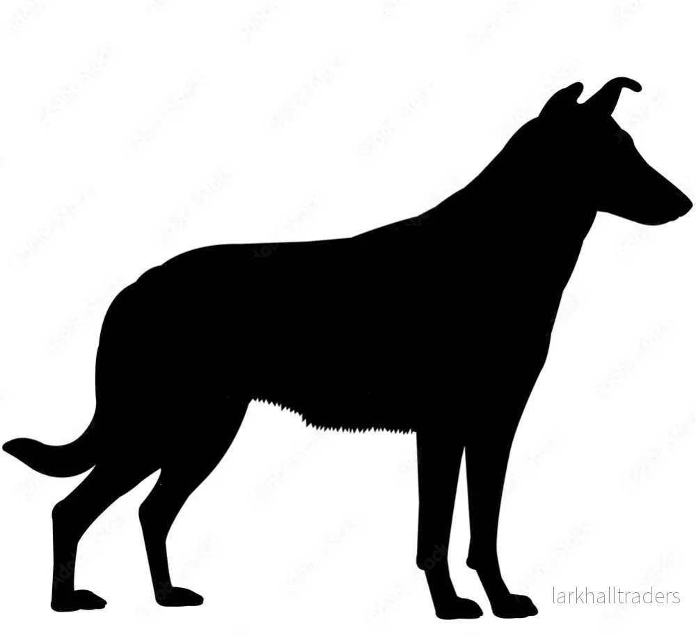 Motiv - Korthårig Collie - Bild 2
