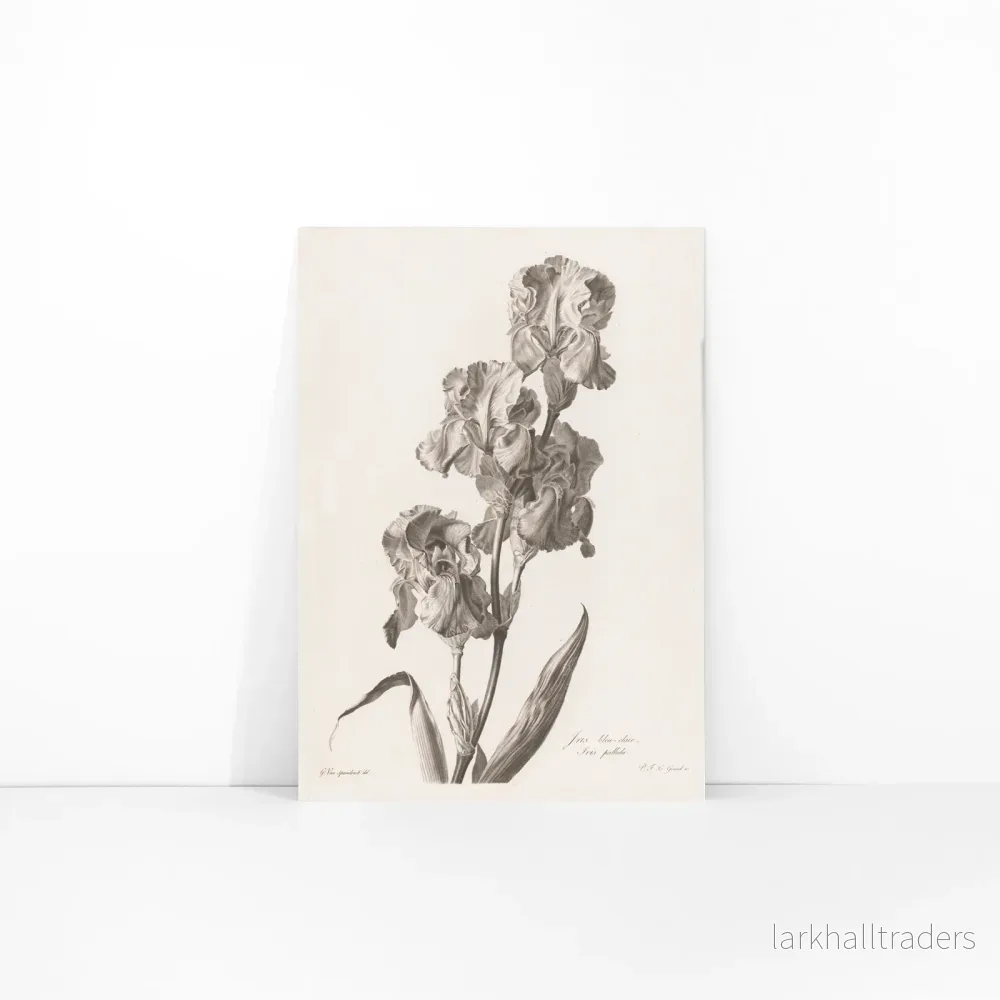 Dalmatisk iris Poster - Bild 3