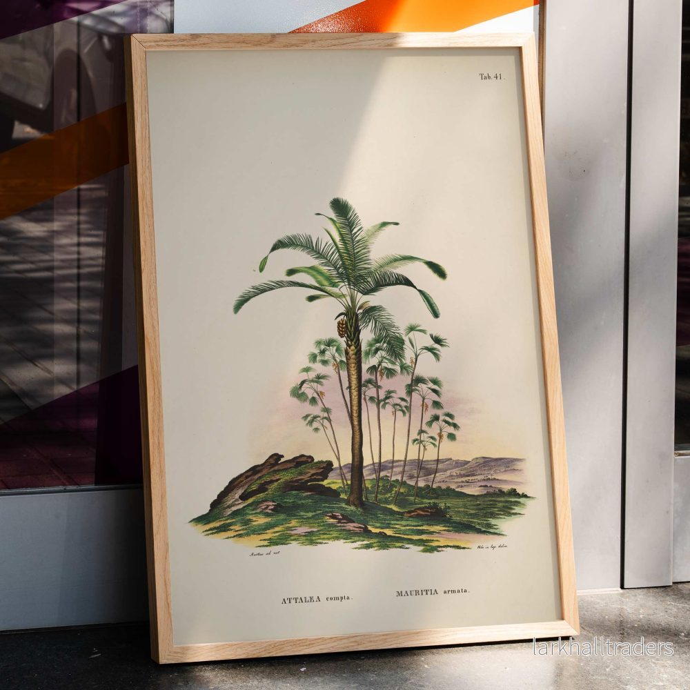 Attalea Compta 2 Poster Attalea Compta 2 Poster