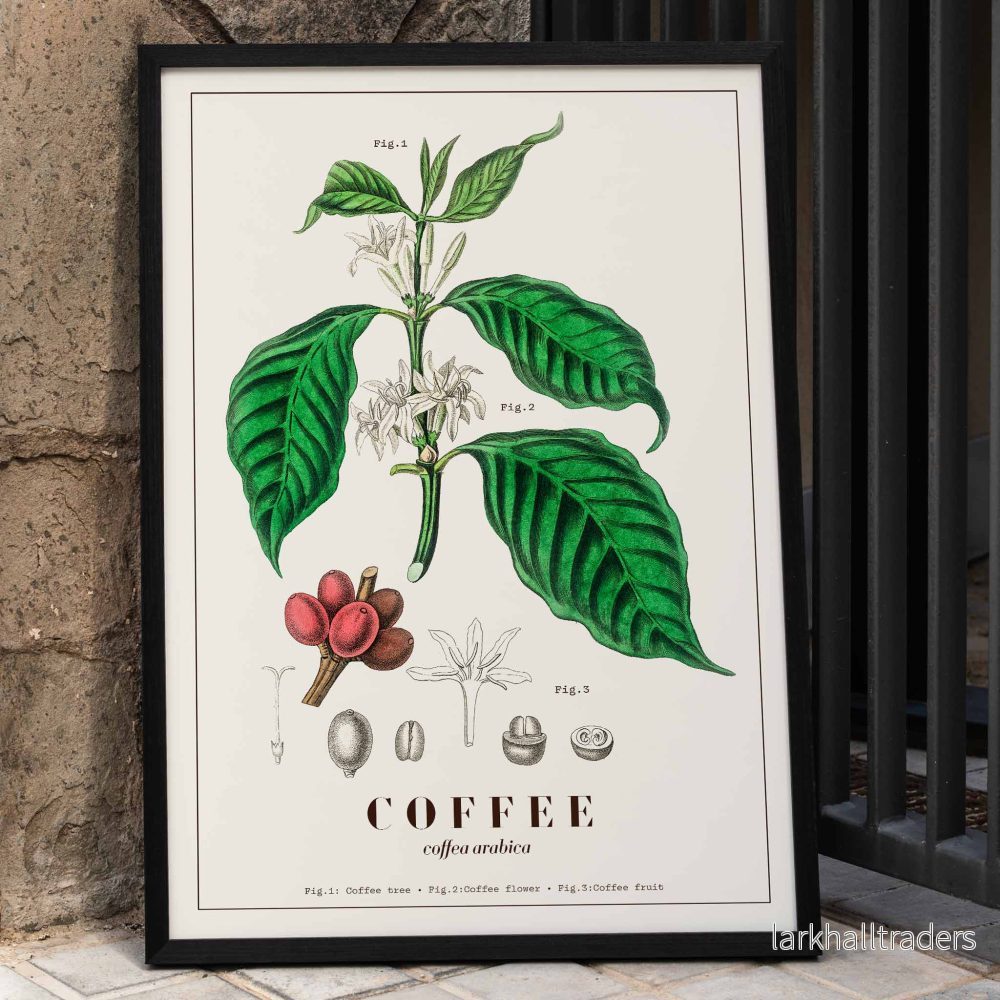 Coffea arabica Poster