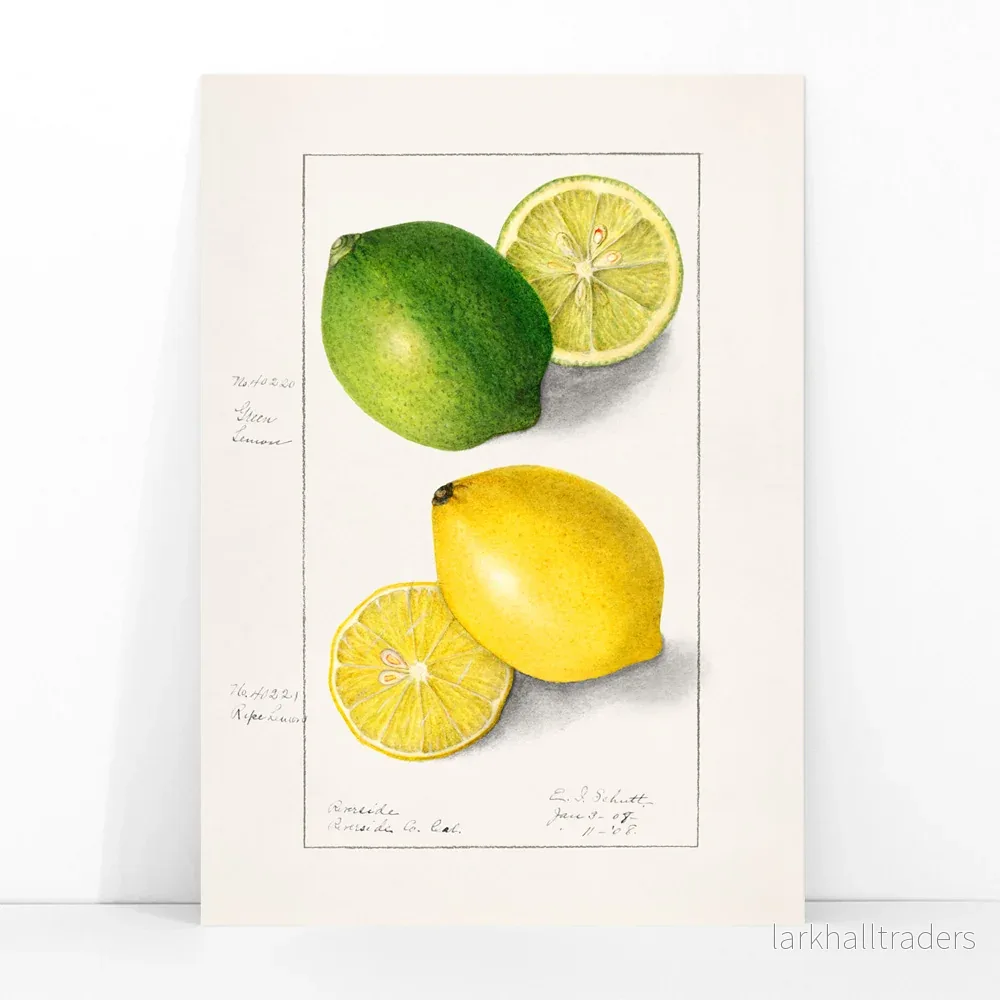 Citroner (Citrus Limon) Poster - Bild 3