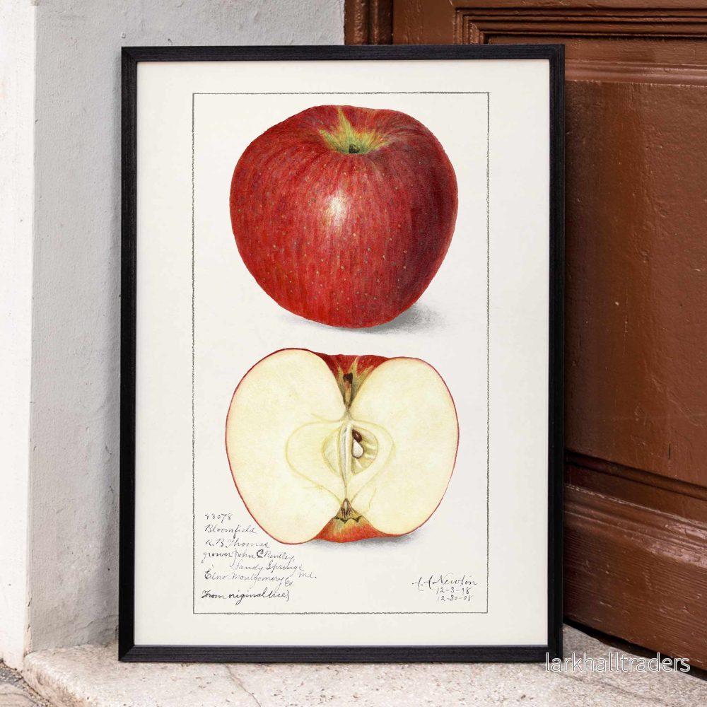 Malus Domestica Poster