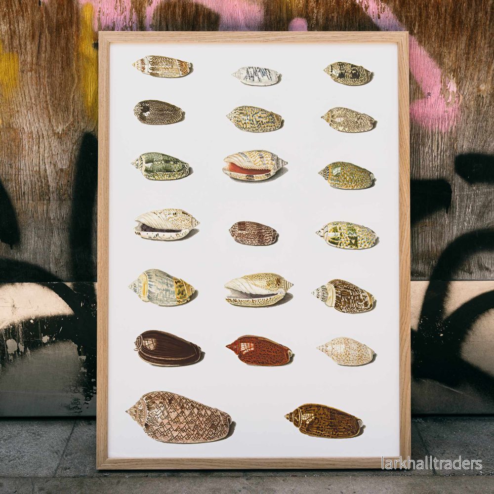 Tjugo tropiska snäckor Poster - Bild 3