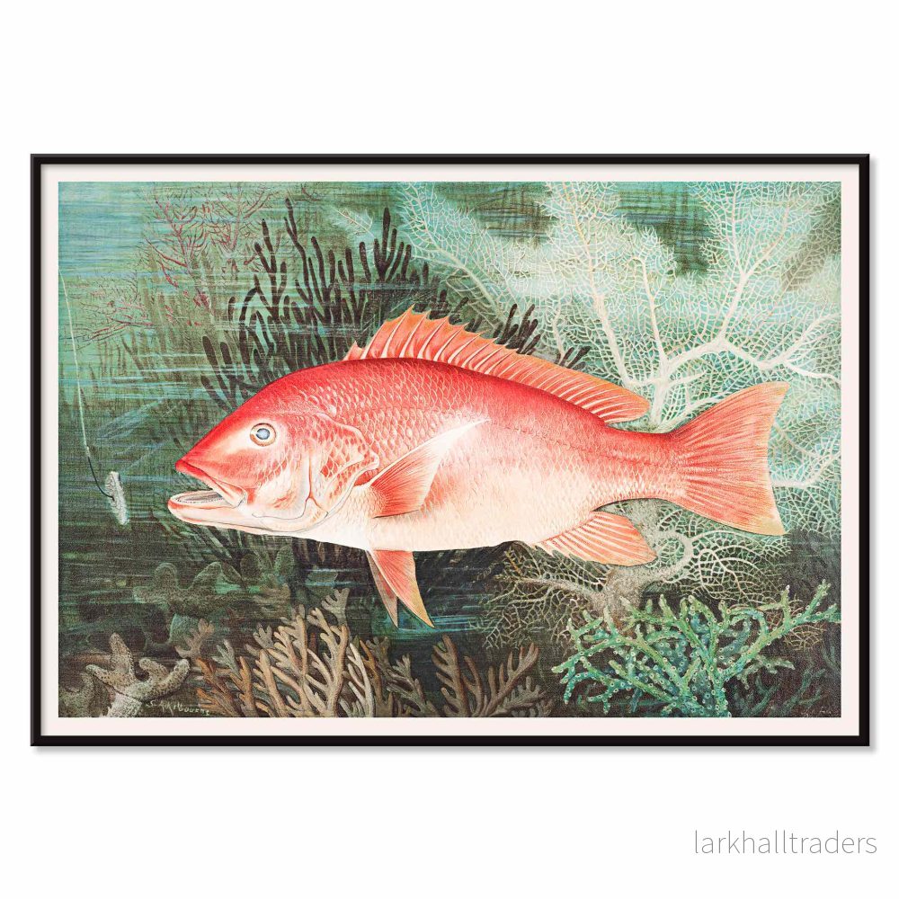 Nordlig röd snapper Poster - Bild 2