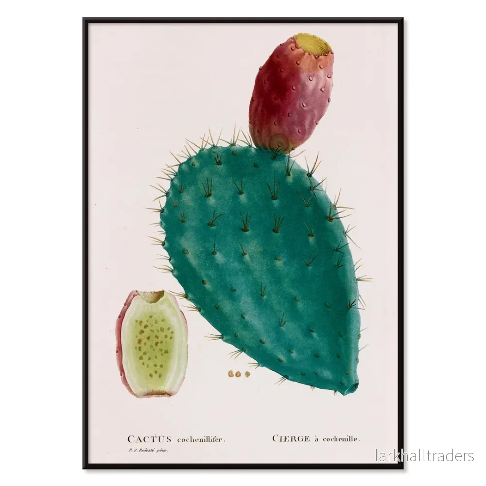 Cactus cochenillifer Poster - Bild 2