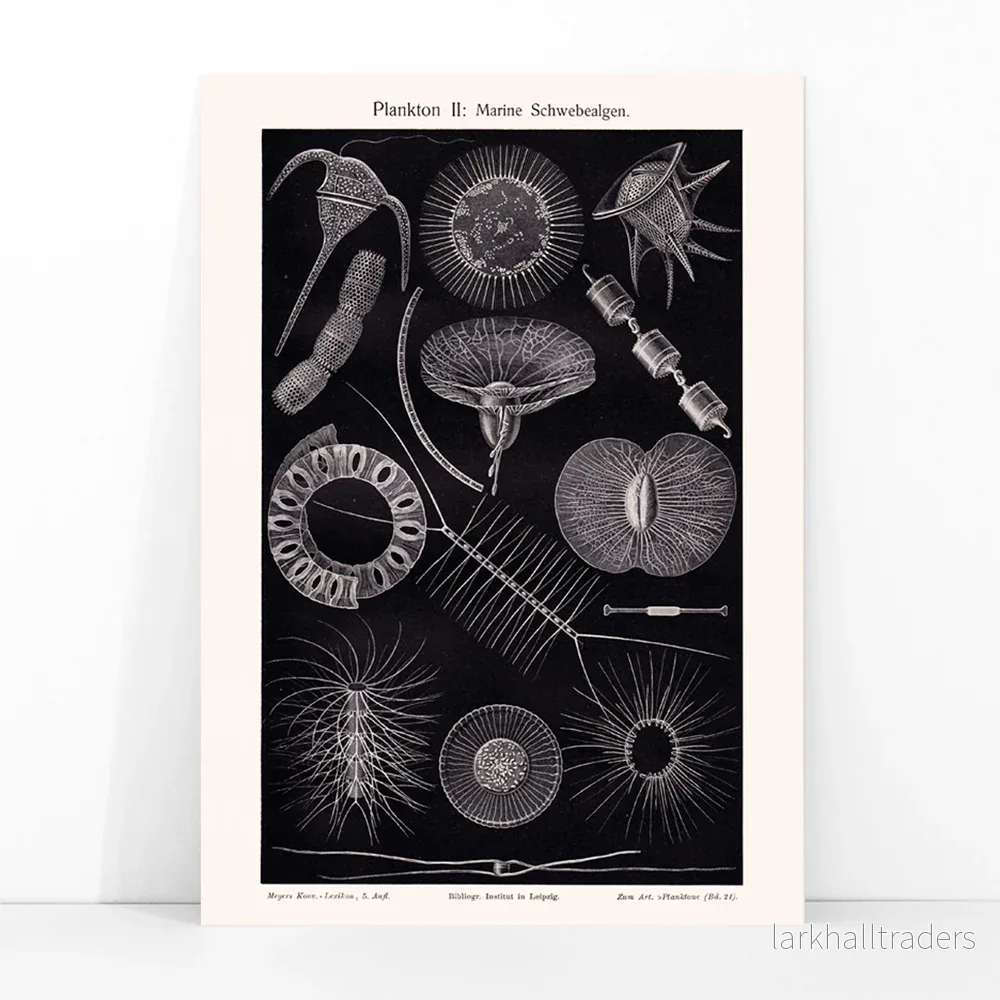 Plankton I Poster - Bild 3