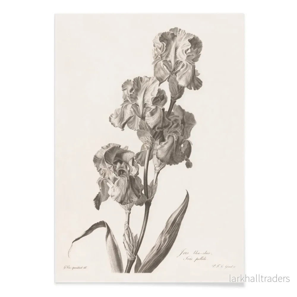Dalmatisk iris Poster - Bild 2