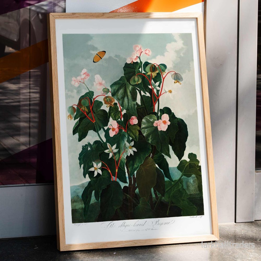 Snedbladig begonia Poster Snedbladig begonia Poster