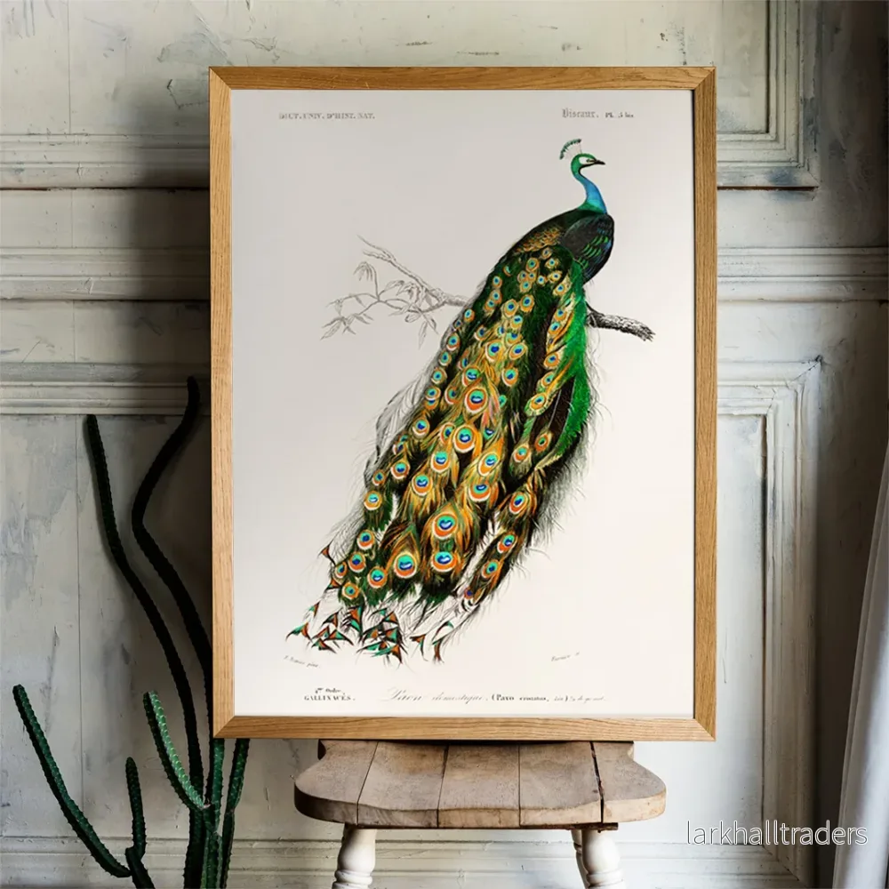 Pavo Cristatus Poster Pavo Cristatus Poster