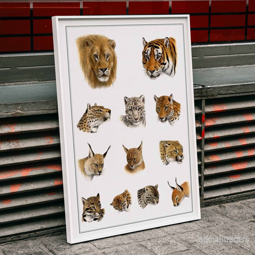 Vilddjur Poster Vilddjur Poster