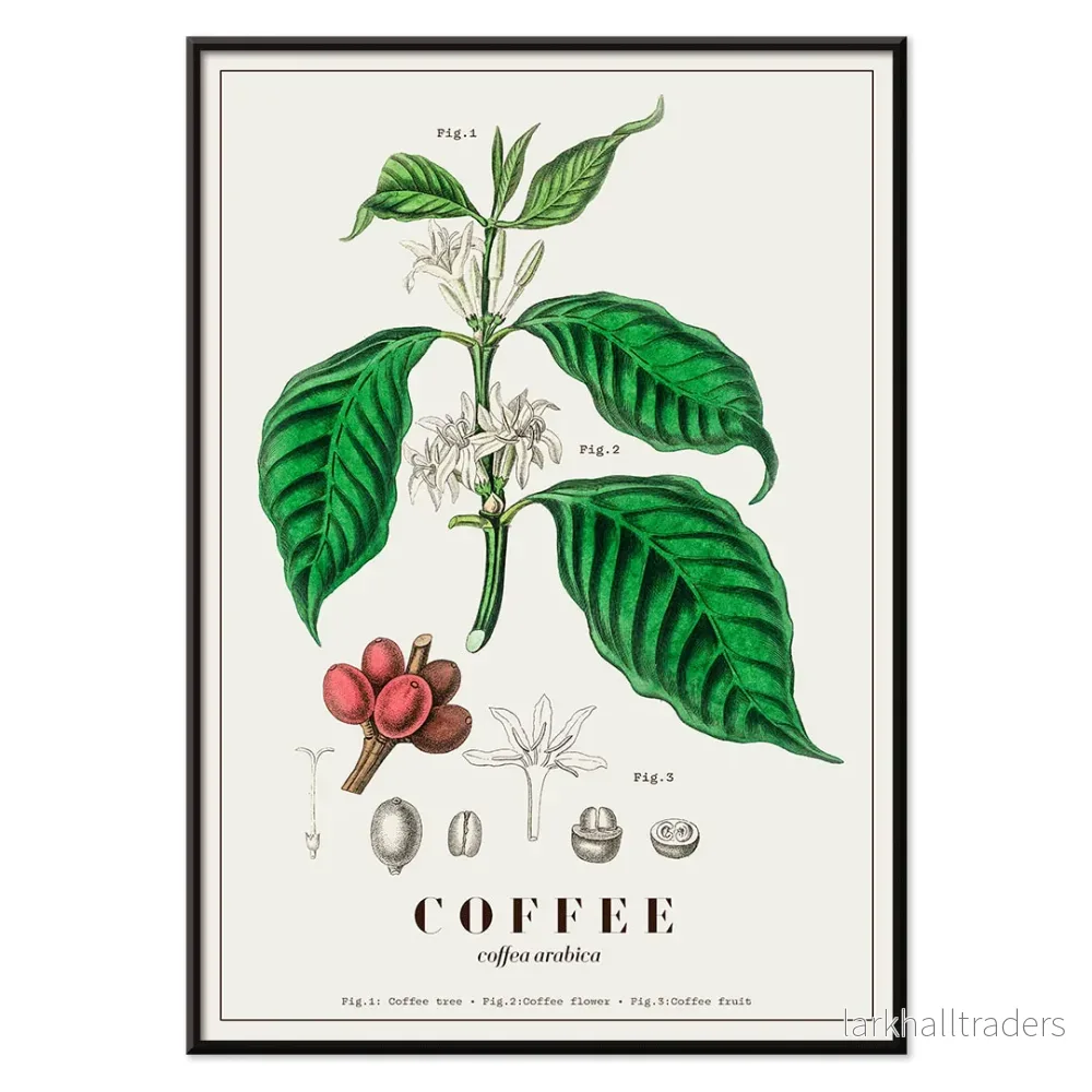 Coffea arabica Poster - Bild 2