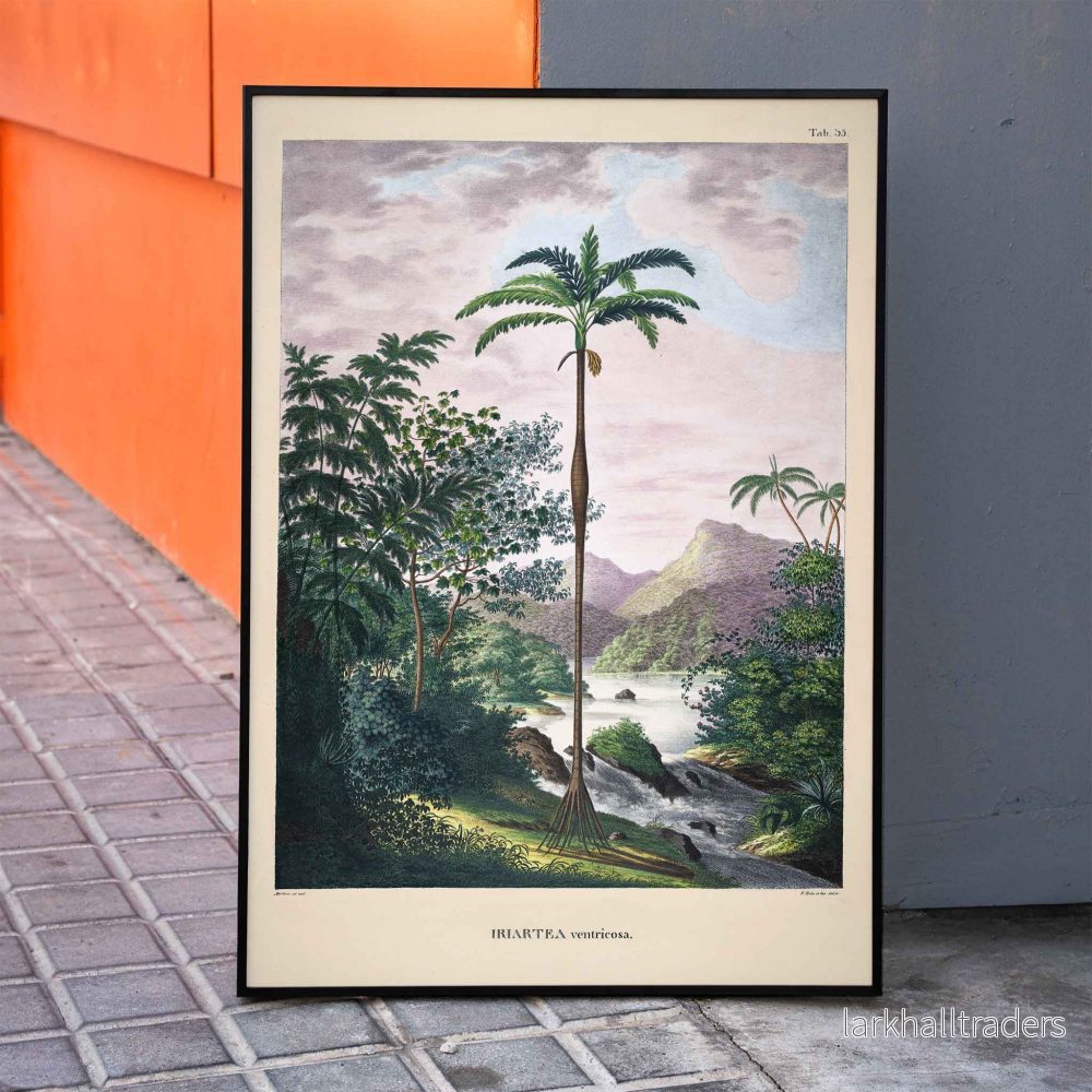 Iriartea Ventricosa Poster