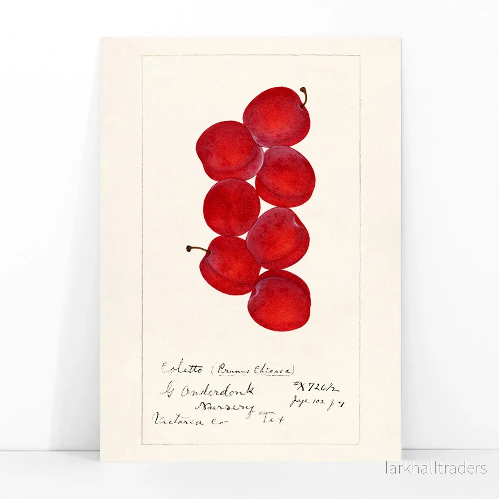 Plommon Prunus domestica Poster - Bild 3