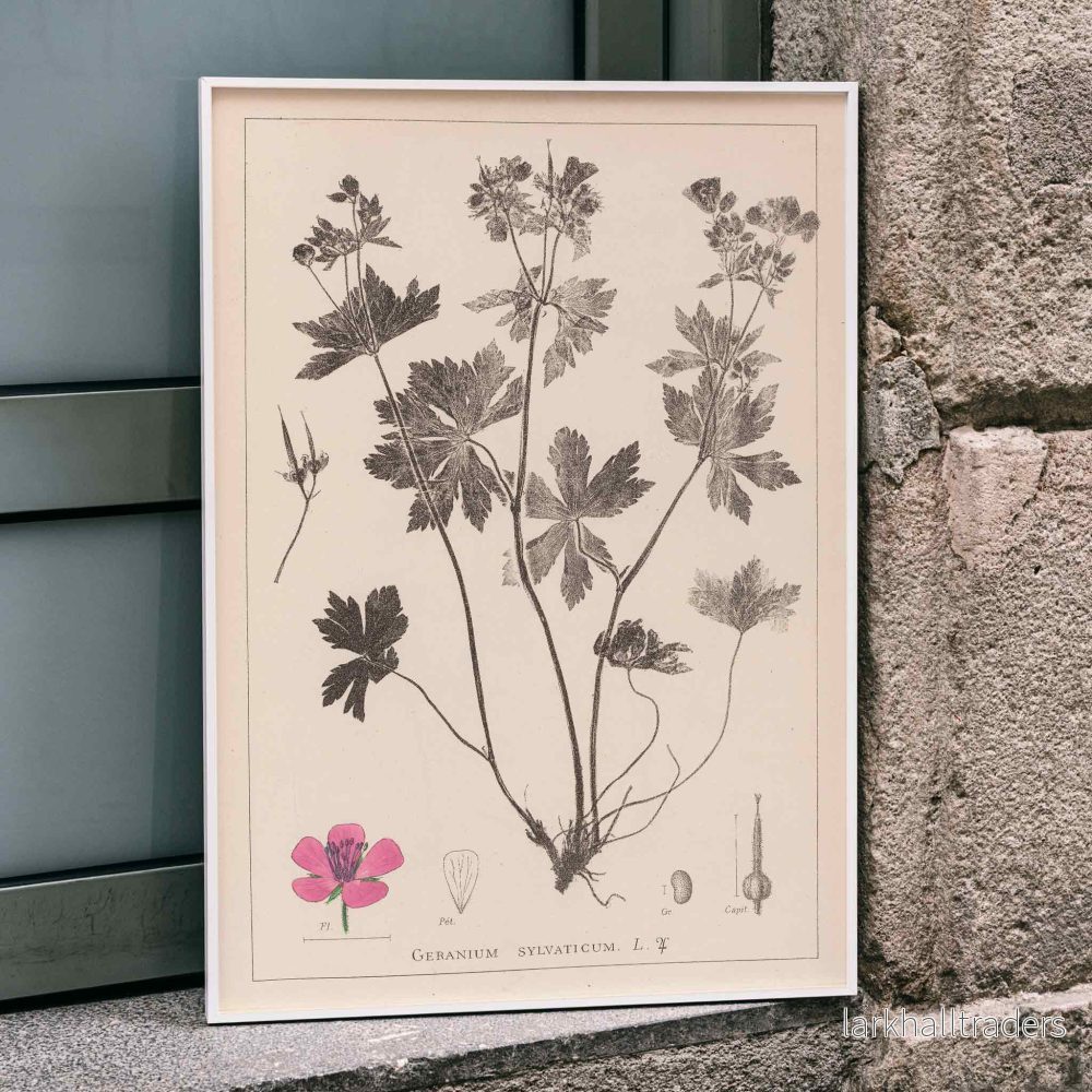 Herbier Français Pl.59 Poster