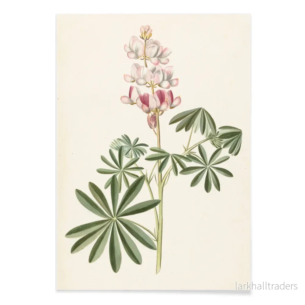 Lupinblommor Poster - Bild 2