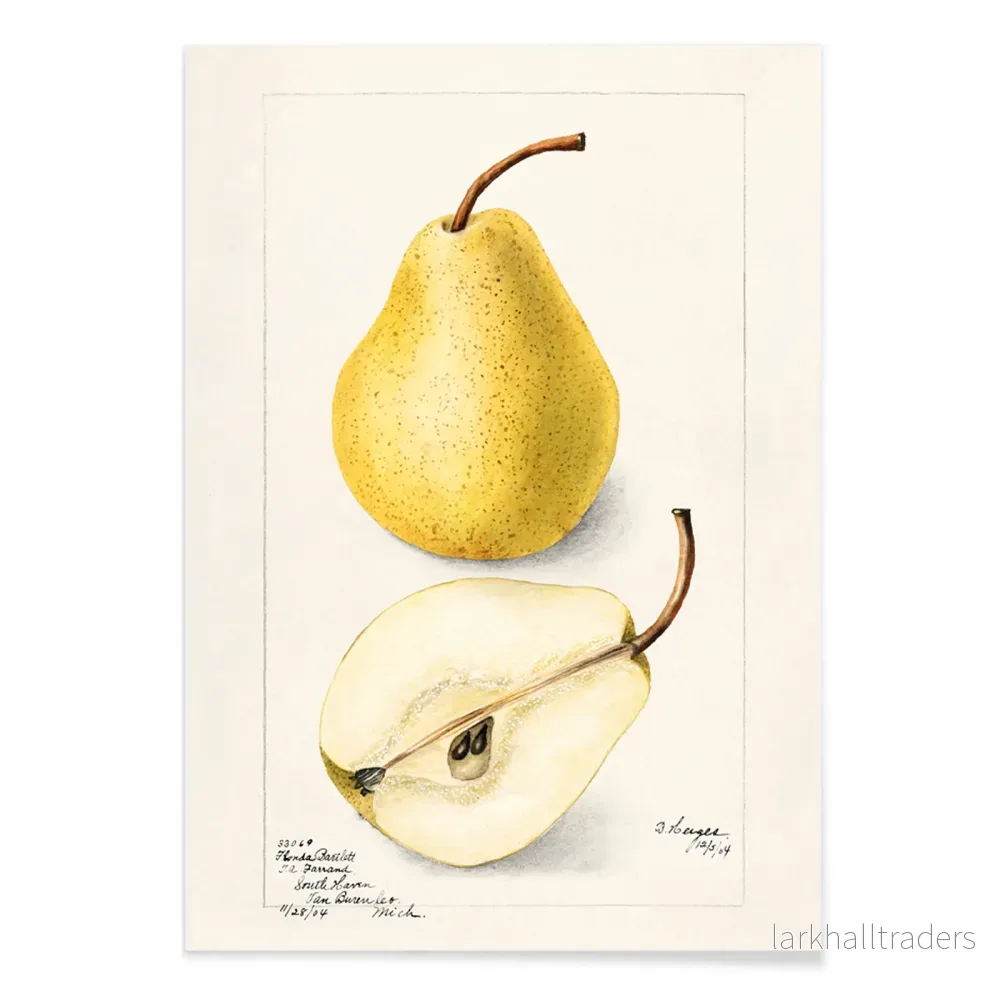 Pyrus Communis Poster - Bild 2