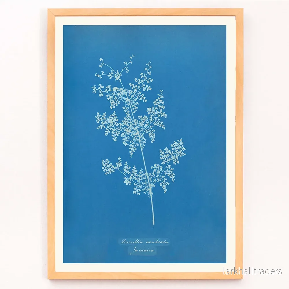 Davallia aeuleata Poster - Bild 3