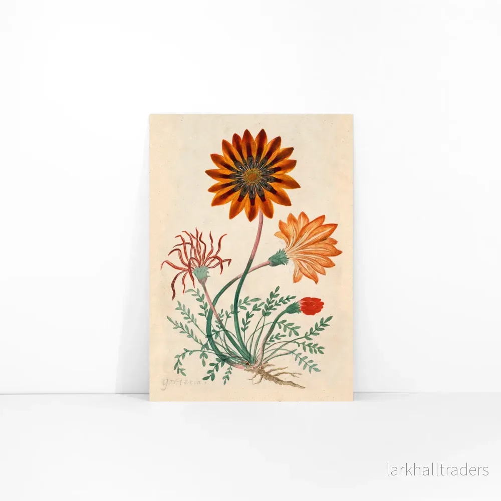 Gorteria diffusa Poster - Bild 3