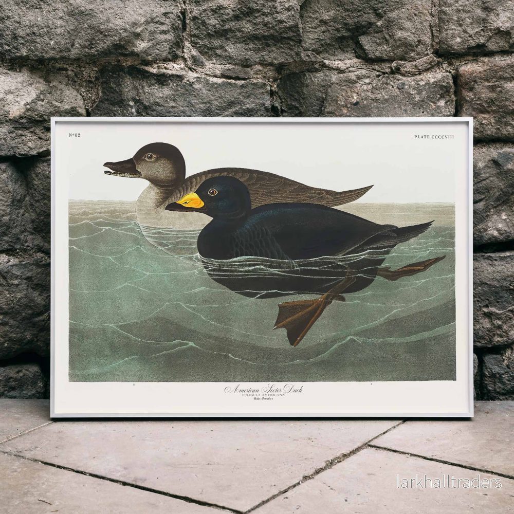 Amerikansk scoter Poster