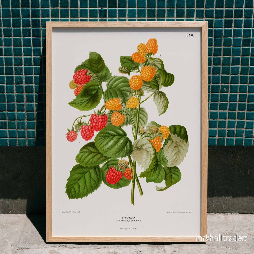 Hallonkromolitografi Poster