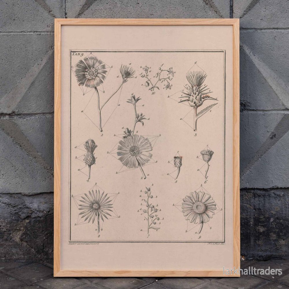 Blommor, Tab. 9 Poster Blommor, Tab. 9 Poster
