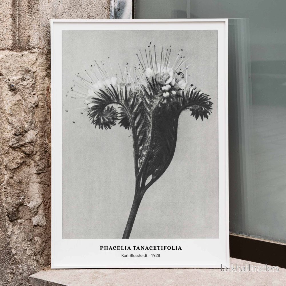 Phacelia tanacetifolia Poster