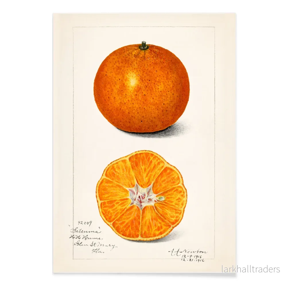 Citrus sinensis Poster - Bild 2