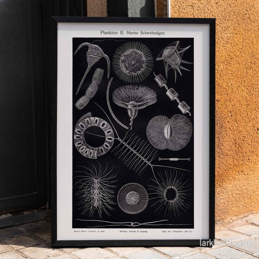 Plankton I Poster
