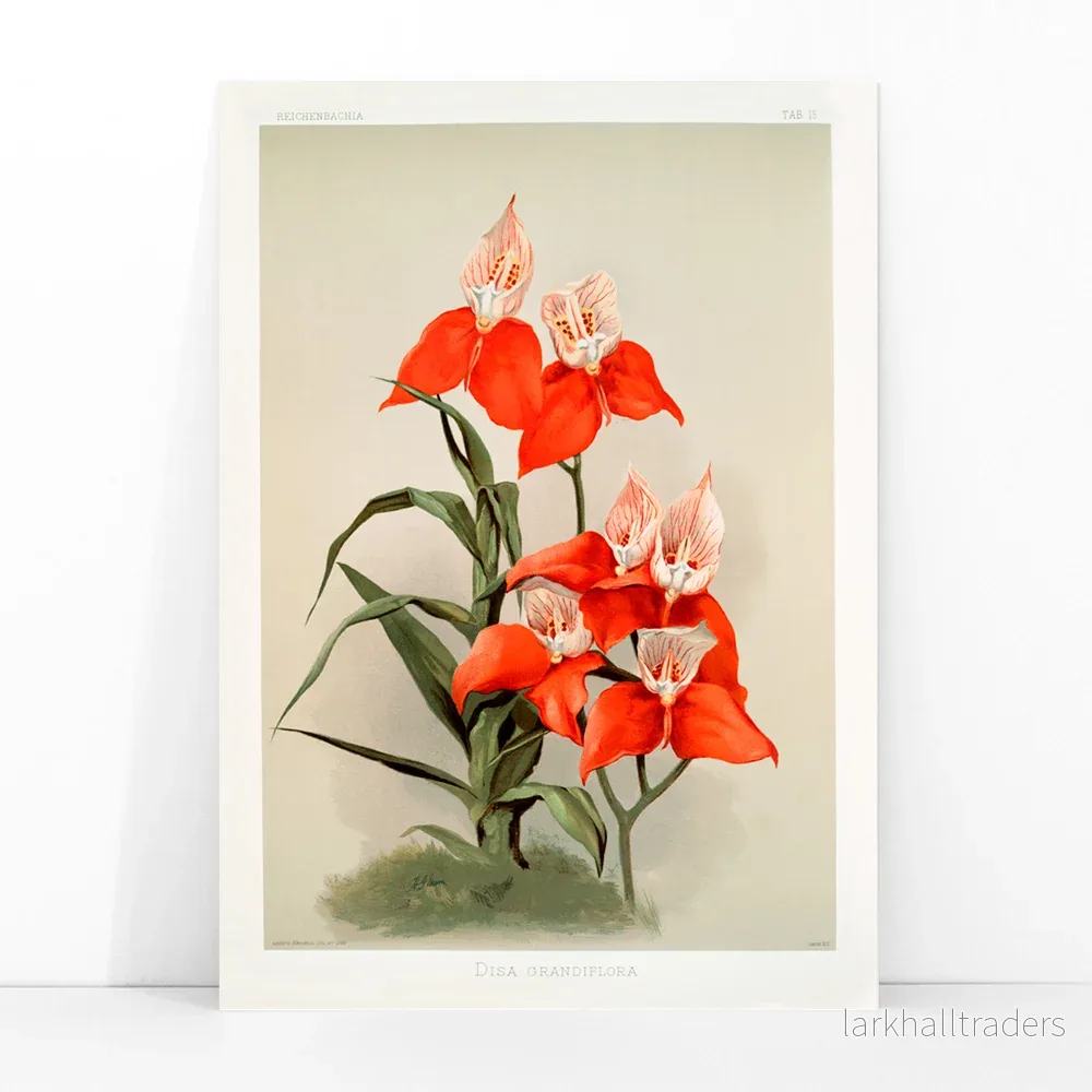 Disa grandiflora Poster - Bild 3