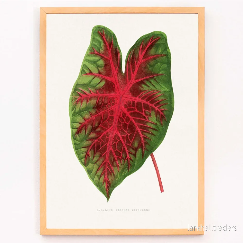 Caladium bicolor Poster - Bild 3