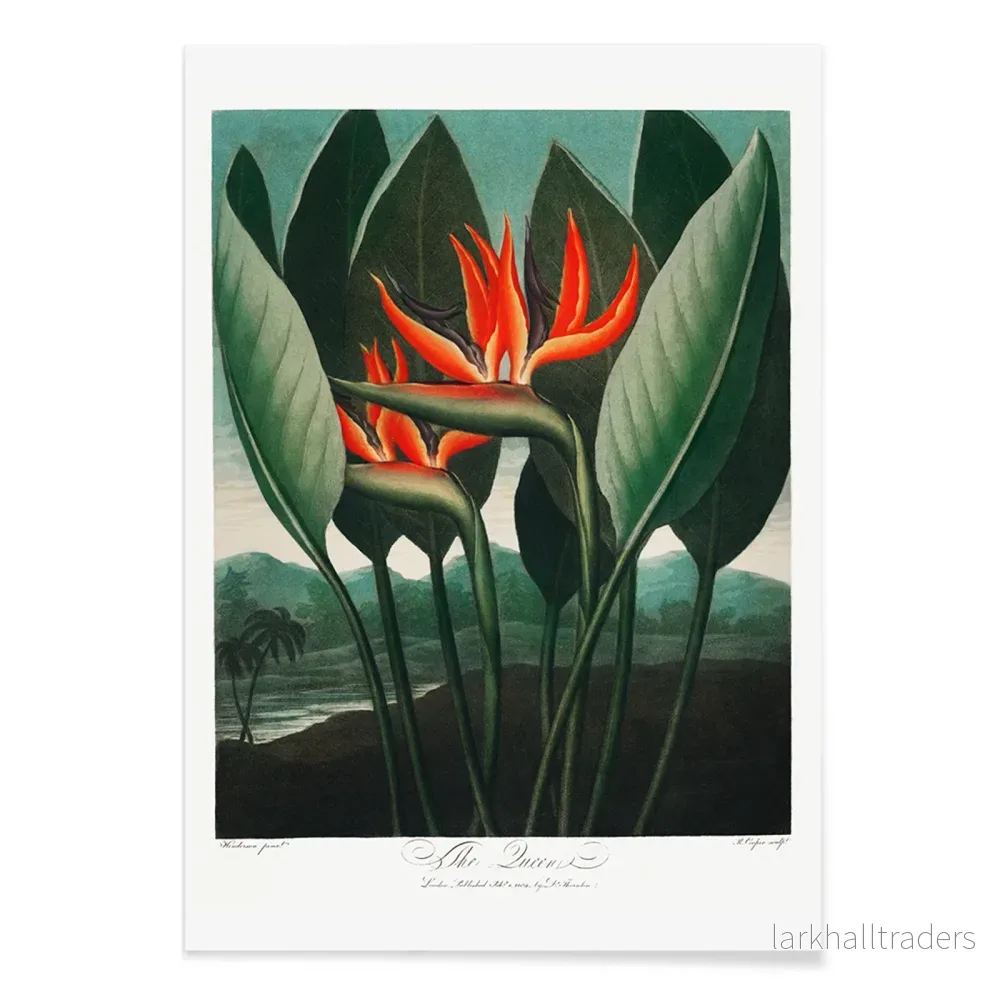 Drottningväxt Poster - Bild 2