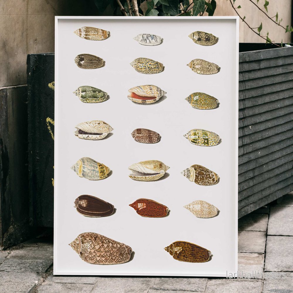 Tjugo tropiska snäckor Poster